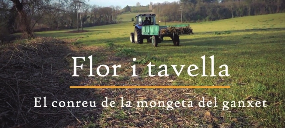 ‘Flor i tavella’, un documental d’Immaterial Vallès  que segueix el conreu de la mongeta del ganxet