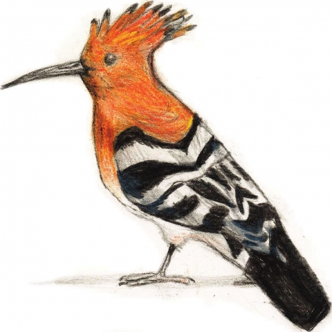 A Santa Perpètua, puputs