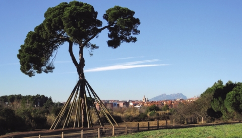 250 anys del Pi d’en Xandri de Sant Cugat del Vallès