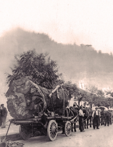 Les alzines de Can Magre i del Pont Xuclador de Mollet del Vallès